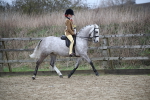 Class 5-9 - NPS In Hand-Show Hunter-Intermediate Ridden Inc Ridden Championship portfolio