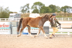 SBM_15998