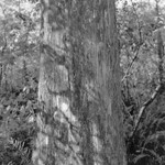 F major Fugue, Corkscrew Swamp, Florida 2012