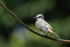 Tropical Kingbird, San Lorenzo Fort, Colon, Panama