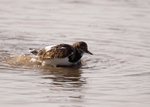 Turnstone