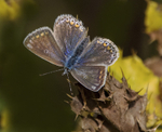 Common Blue