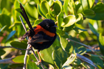 Red-backed Fairy Wren Male