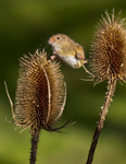 HARVEST MOUSE