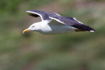 Herring Gull