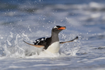 Gentoo Penguin emerges from sea, Sea Lion Island, The Falkland Islands