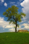 TheTreeProjectSpringGreen