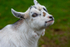 Pygmy Goat Kid - DSC_4297