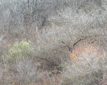 NOVEMBER HILLSIDE, 2017 - NORFOLK COUNTY