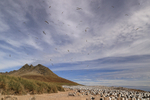 Albatross-filled sky, Steeple Jason, Falkland Islands