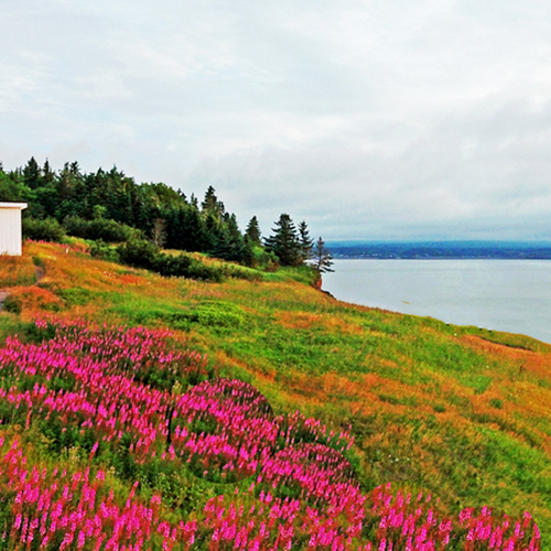Quaco Lighthouse surrounded by summer flora.