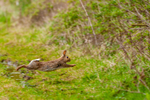 wild rabbit Oryctolagus cuniculus-4038