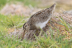 Magellanic Snipe probing for food, Sea Lion Island, Falklands