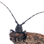 ITA_PHD_20120328-033