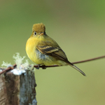 Close view of Yellowish Flycatcher, Costa Rica