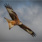 1st PDI-Red Kite In Flight-Anthony Thomas