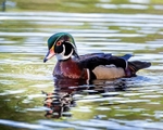 Wood Duck