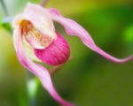 Brasilian Orchid