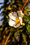rock rose cistus-1432