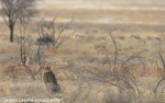 Female cheetah before hunting