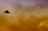 Curlew
