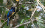 White-Tailed Trogon