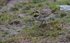 Shorelark.