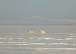 Polarbears 6604