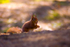 Red Squirrel