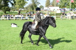 SBM_50338