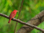 Summer Tanager portfolio