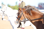 SBM_07834