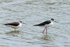 Black-winged Stilts