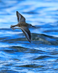 Dunlin in flight at Farmoor