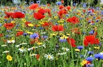 Junes Wildflowers 2