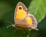 Hedge Brown