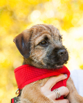 Dog Portrait Photography portfolio