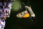 Hummingbird Hawkmoth