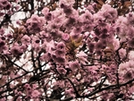 Blossom