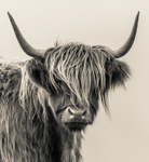 Monarch of The Glen 81455232