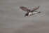 Flying Guillemot with fish, Bempton Cliffs, Yorkshire