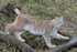 European Lynx