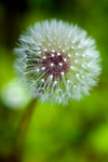 Dandelion - 4787