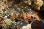 Lebetus scorpioides