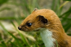 Stoat