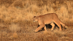 Puma Rupestre on the move, Torres del Paine, Chile