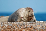 Common Seal