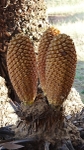 Cycad Cones, Modjaji, Sth Africa