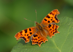 Comma