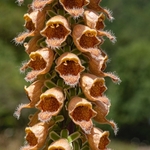 Rusty foxglove (Digitalis ferruginea)
